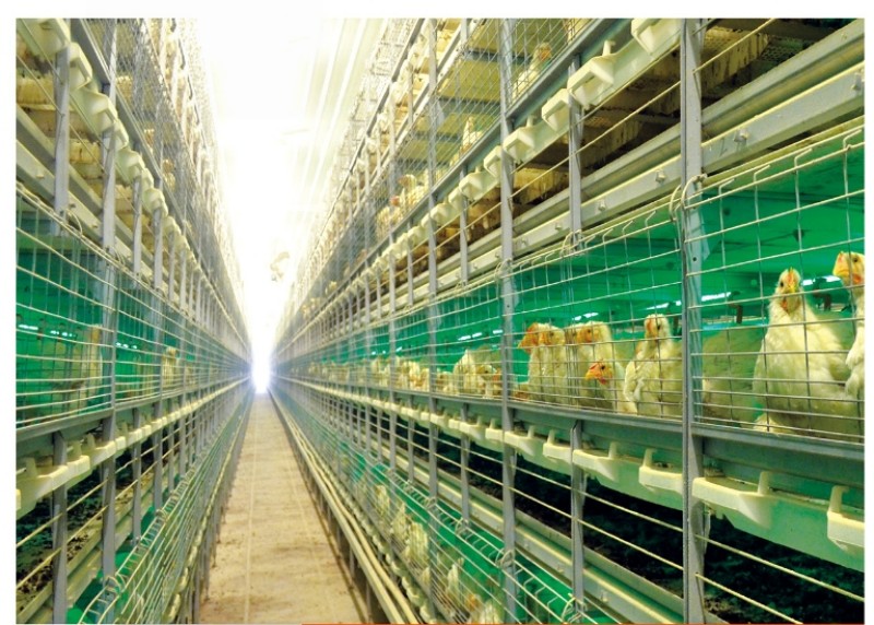 Poultry Farm