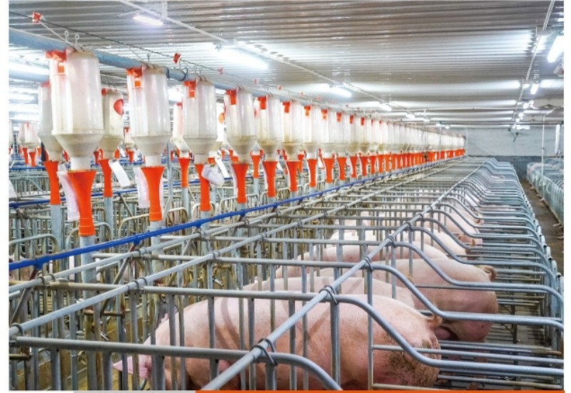 Piggery Farm